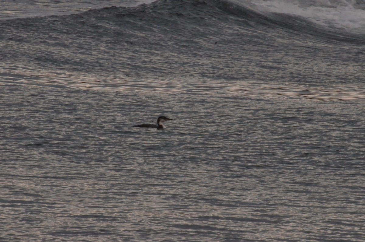 Common Loon - ML611293773