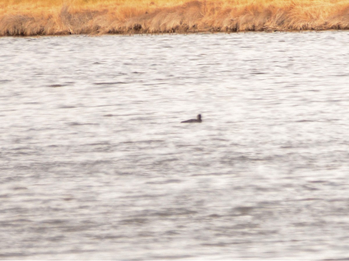 Common Loon - ML611293775