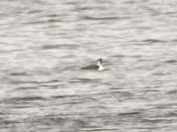 Common Loon - ML611293779