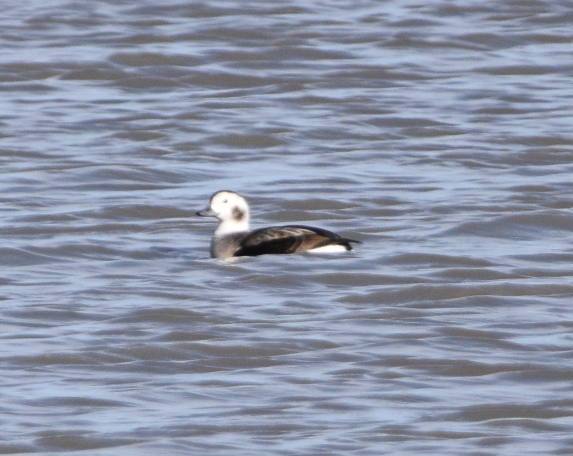 Long-tailed Duck - ML611293792