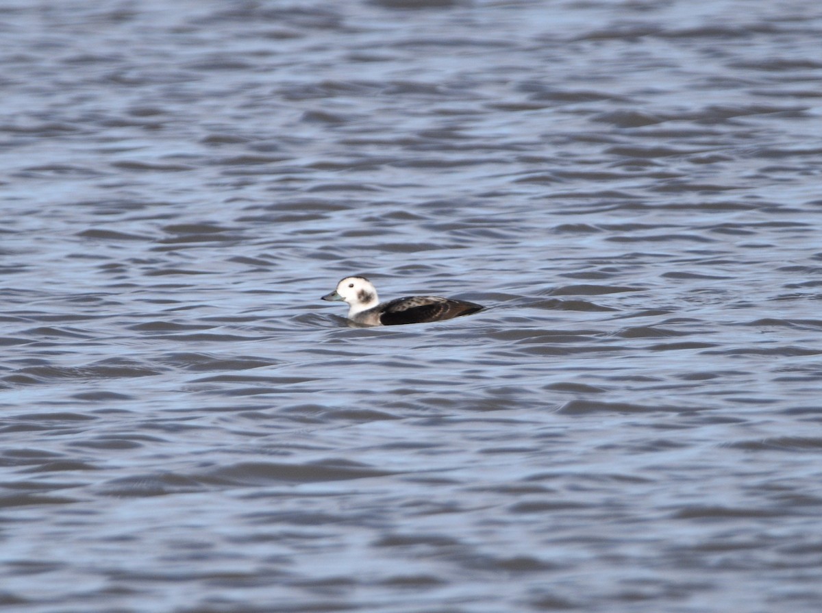 Long-tailed Duck - ML611293804