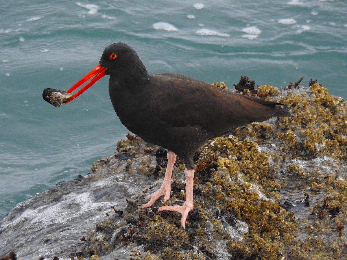 Black Oystercatcher - ML611293874