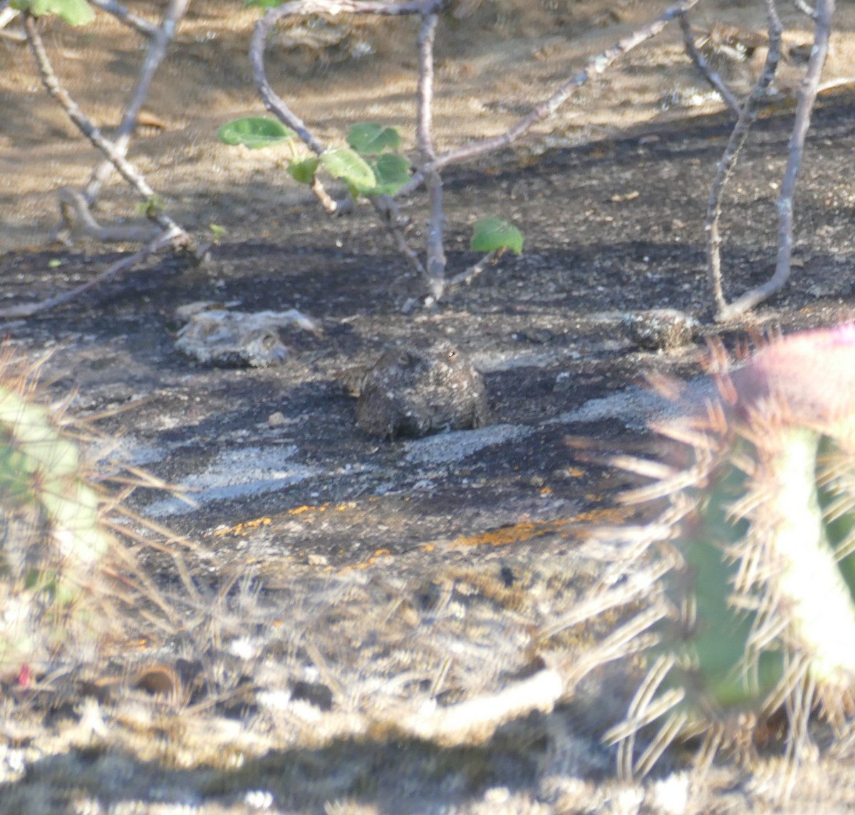 Pygmy Nightjar - Derek Heins