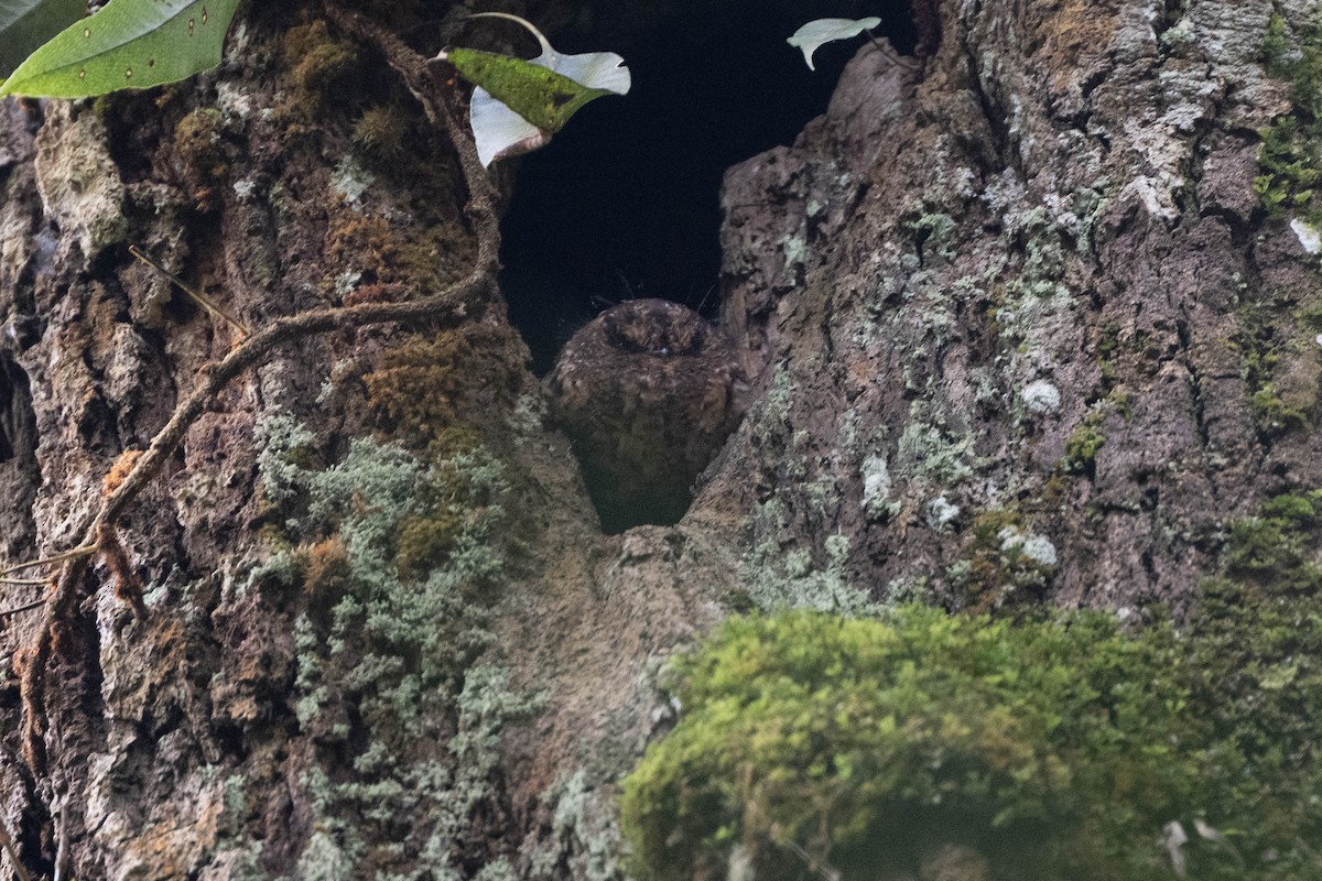 Vogelkop Owlet-nightjar - John Hiles