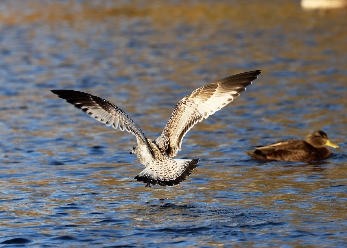American Herring Gull - ML611293924