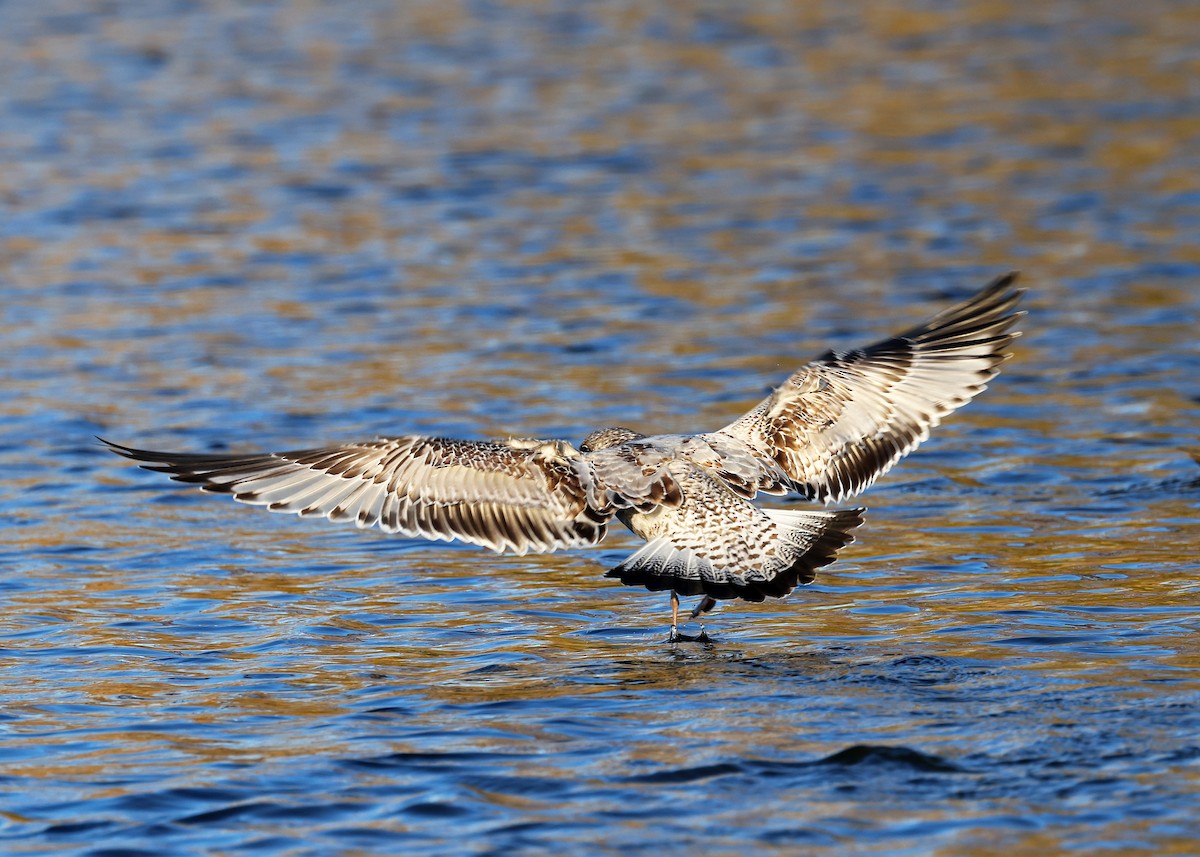 American Herring Gull - ML611293925