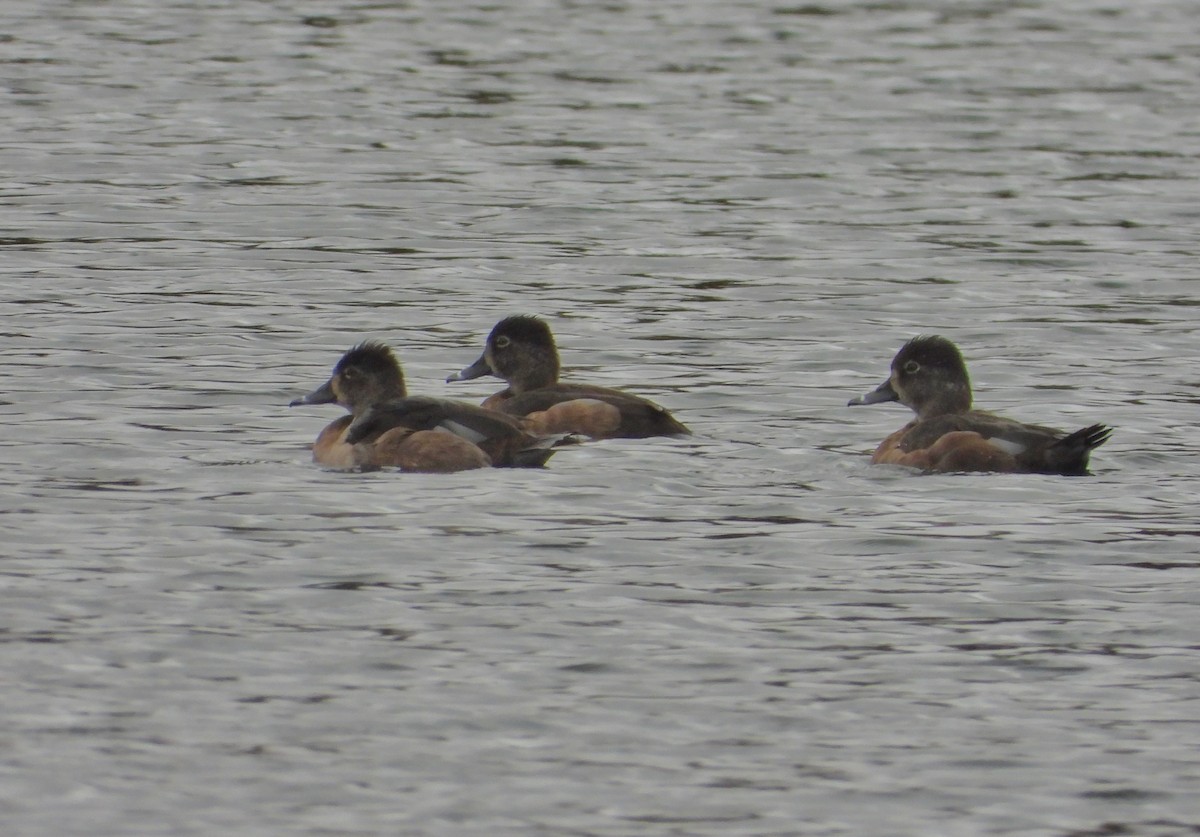 Ring-necked Duck - Pair of Wing-Nuts