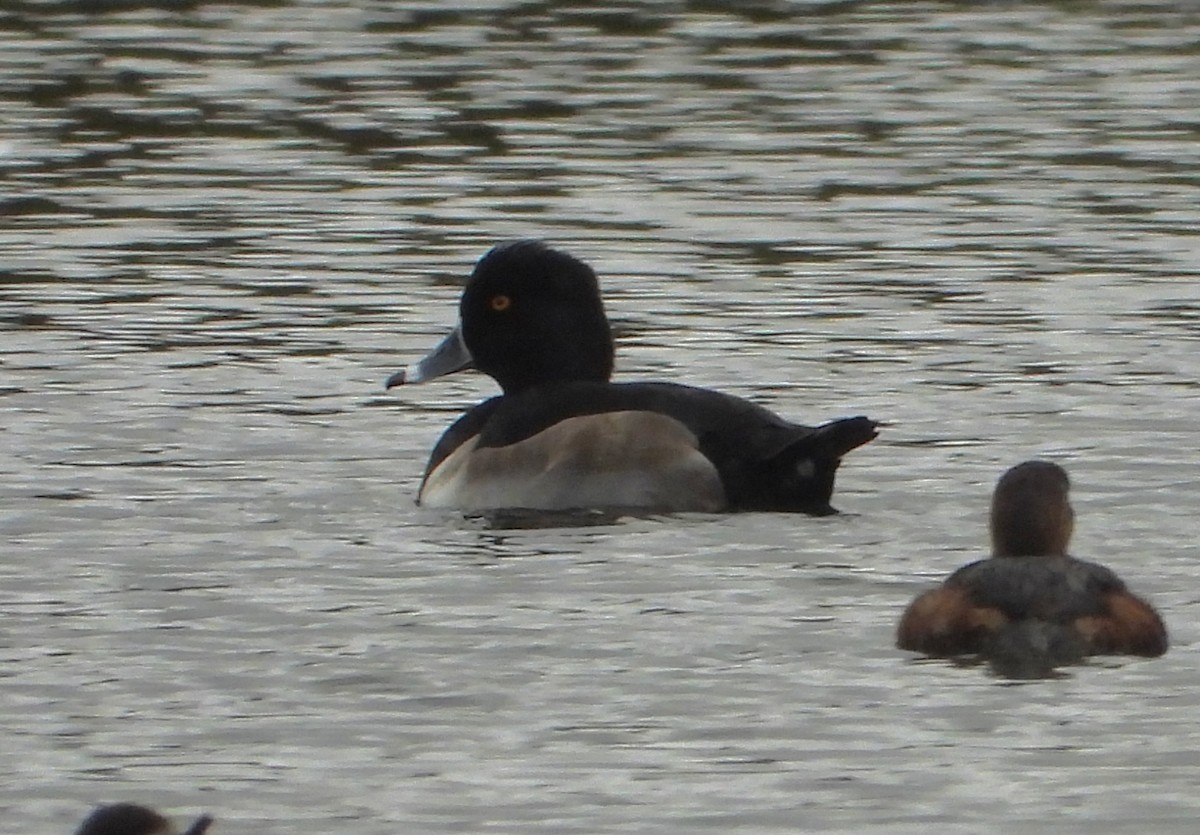 Ring-necked Duck - ML611293956