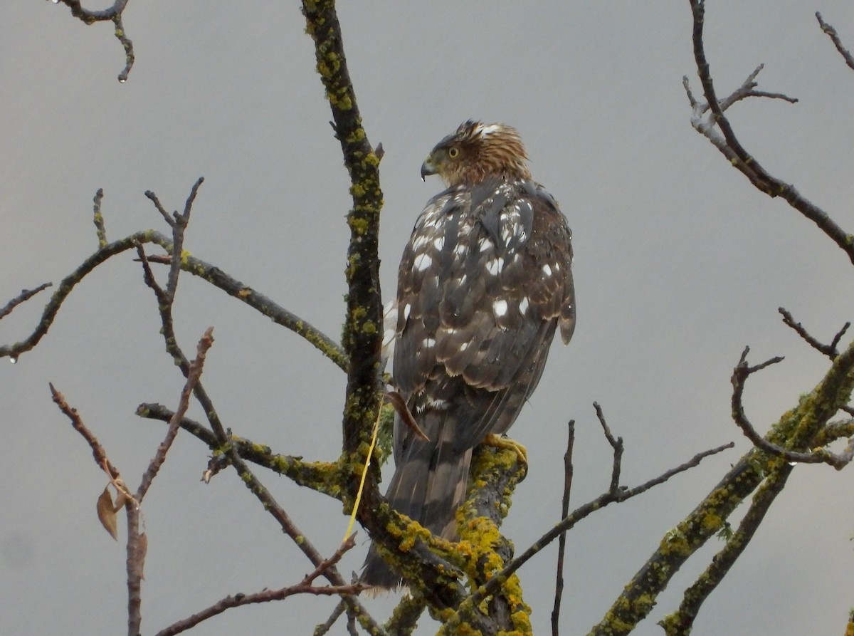 Cooper's Hawk - ML611293961