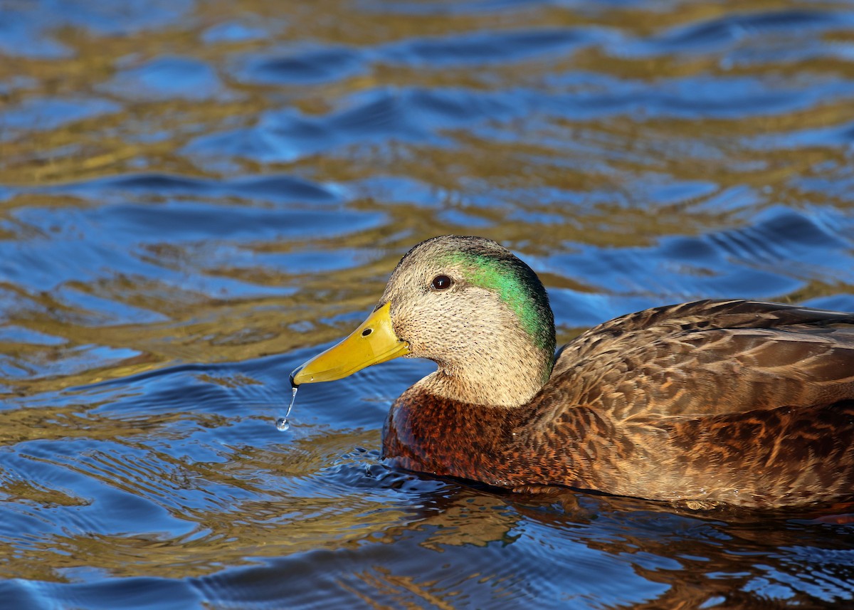 Mallard x American Black Duck (hybrid) - ML611293964