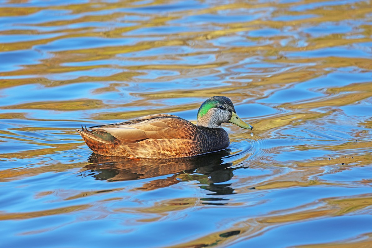 Mallard x American Black Duck (hybrid) - ML611293965