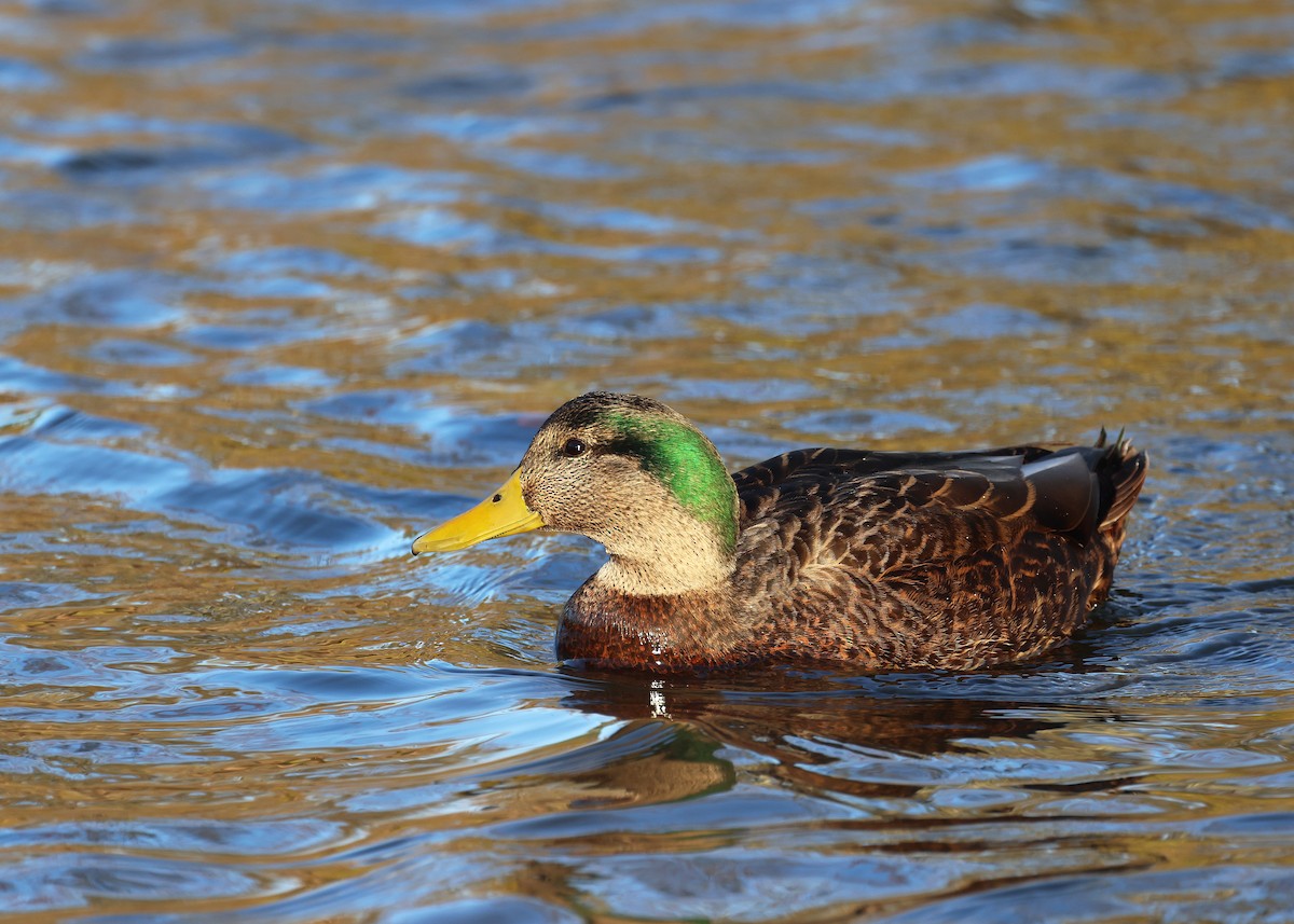 Mallard x American Black Duck (hybrid) - ML611293966