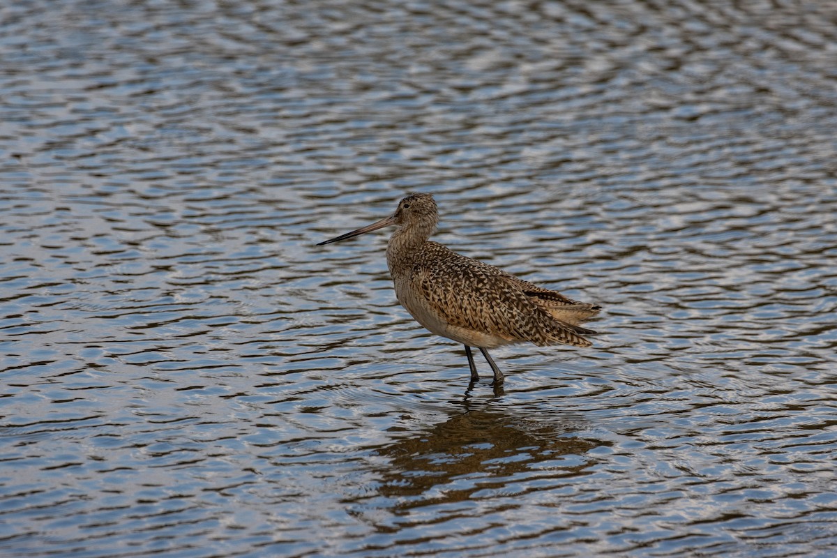 Marbled Godwit - ML611294027