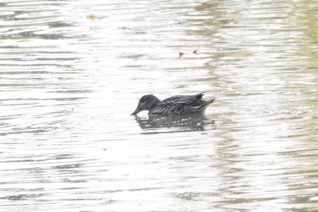 Green-winged Teal - ML611294063