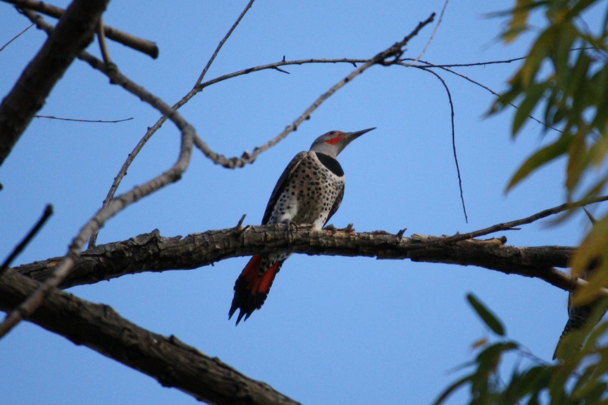 Northern Flicker (Red-shafted) - ML611294088