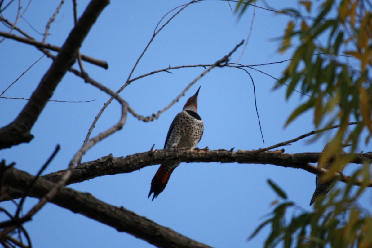 Northern Flicker (Red-shafted) - ML611294089