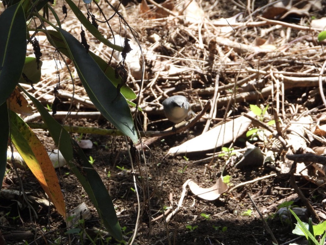 Mauritius Gray White-eye - ML611294124