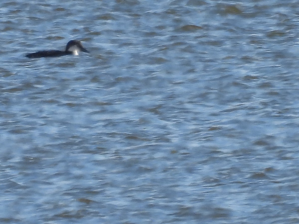 Common Loon - ML611294181