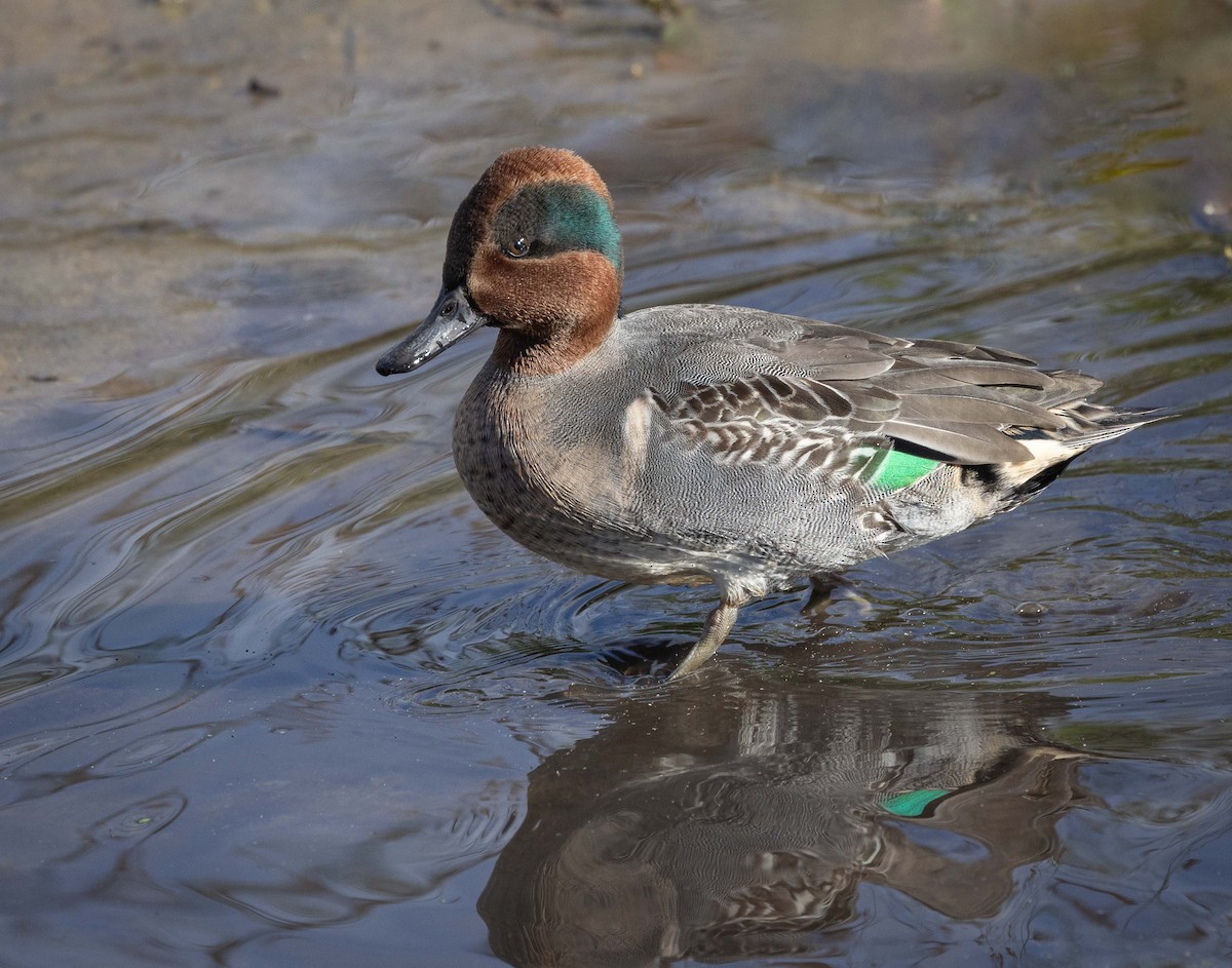 Green-winged Teal - ML611294234