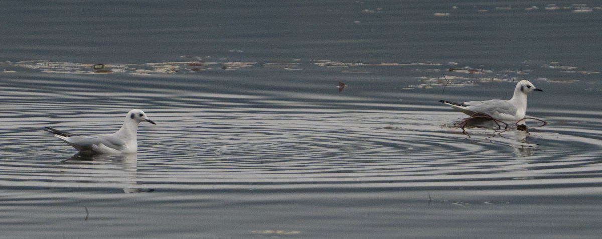 Bonaparte's Gull - ML611294240