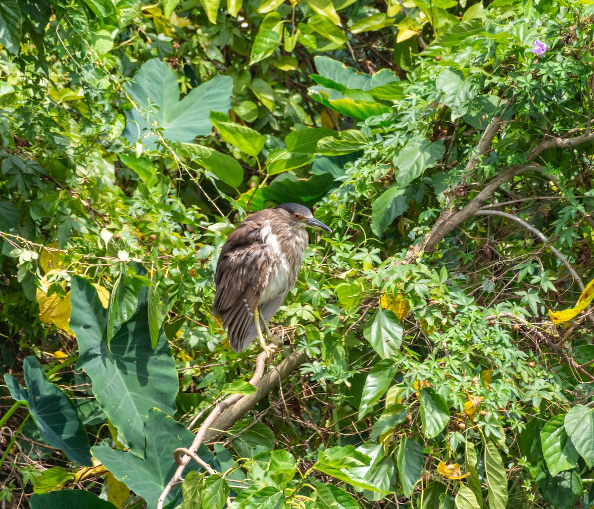 Black-crowned Night Heron - ML611294352