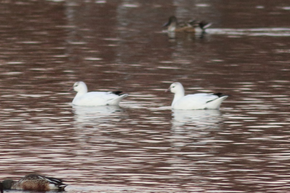 Ross's Goose - ML611294365