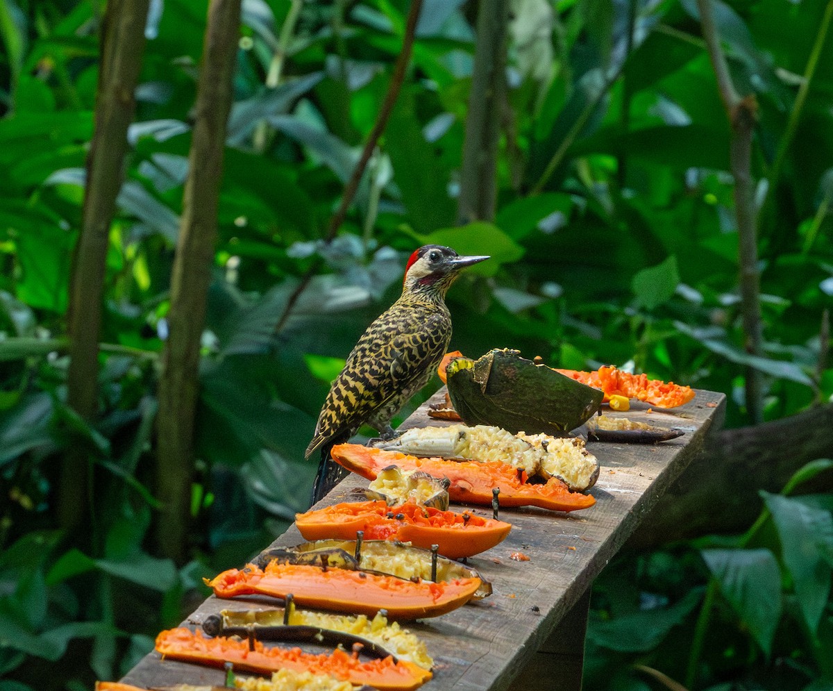 Green-barred Woodpecker - ML611294395