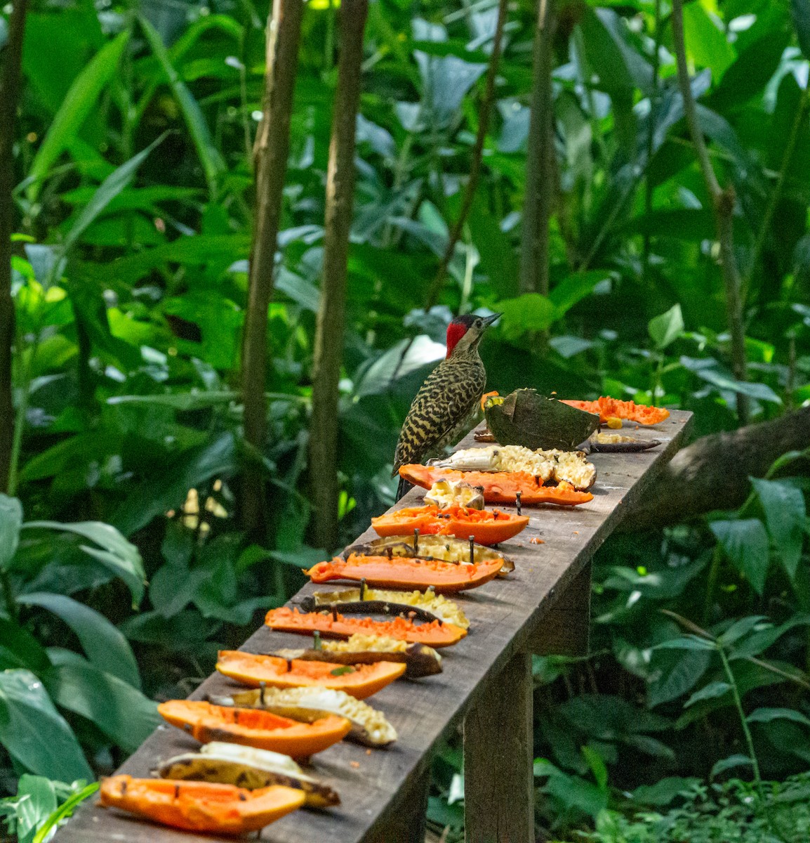 Green-barred Woodpecker - ML611294396
