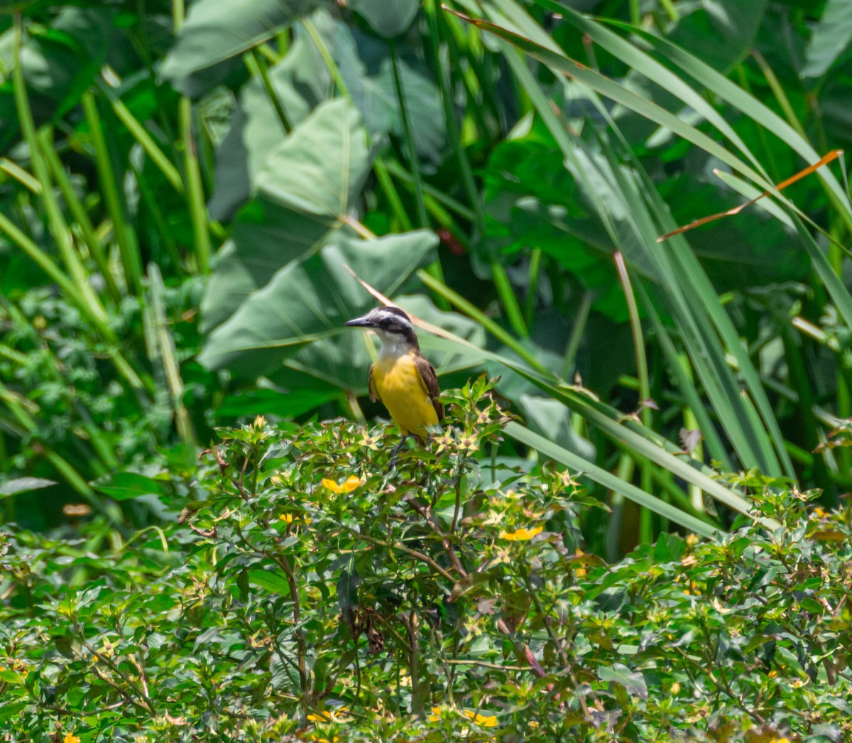 Great Kiskadee - ML611294413