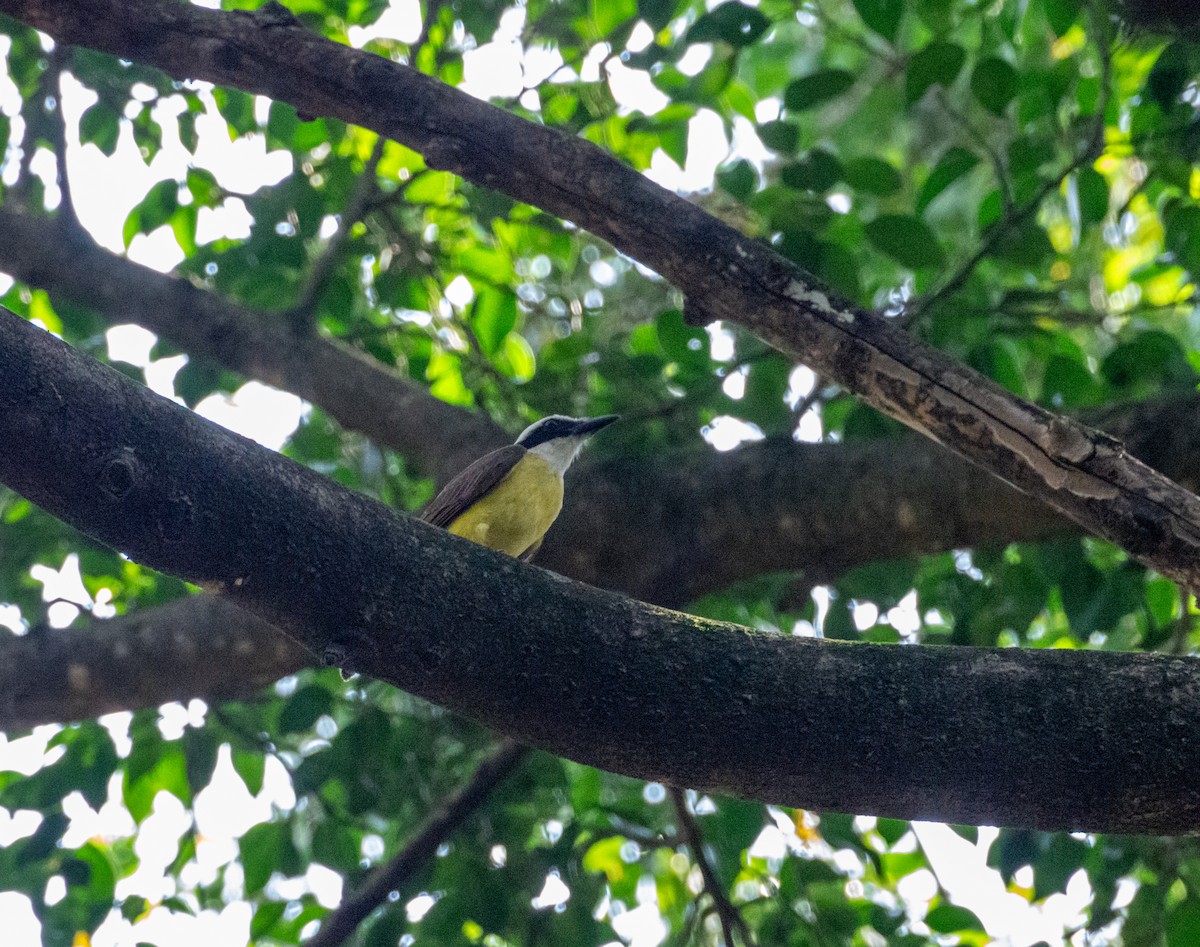 Great Kiskadee - Marcelo Rodrigues