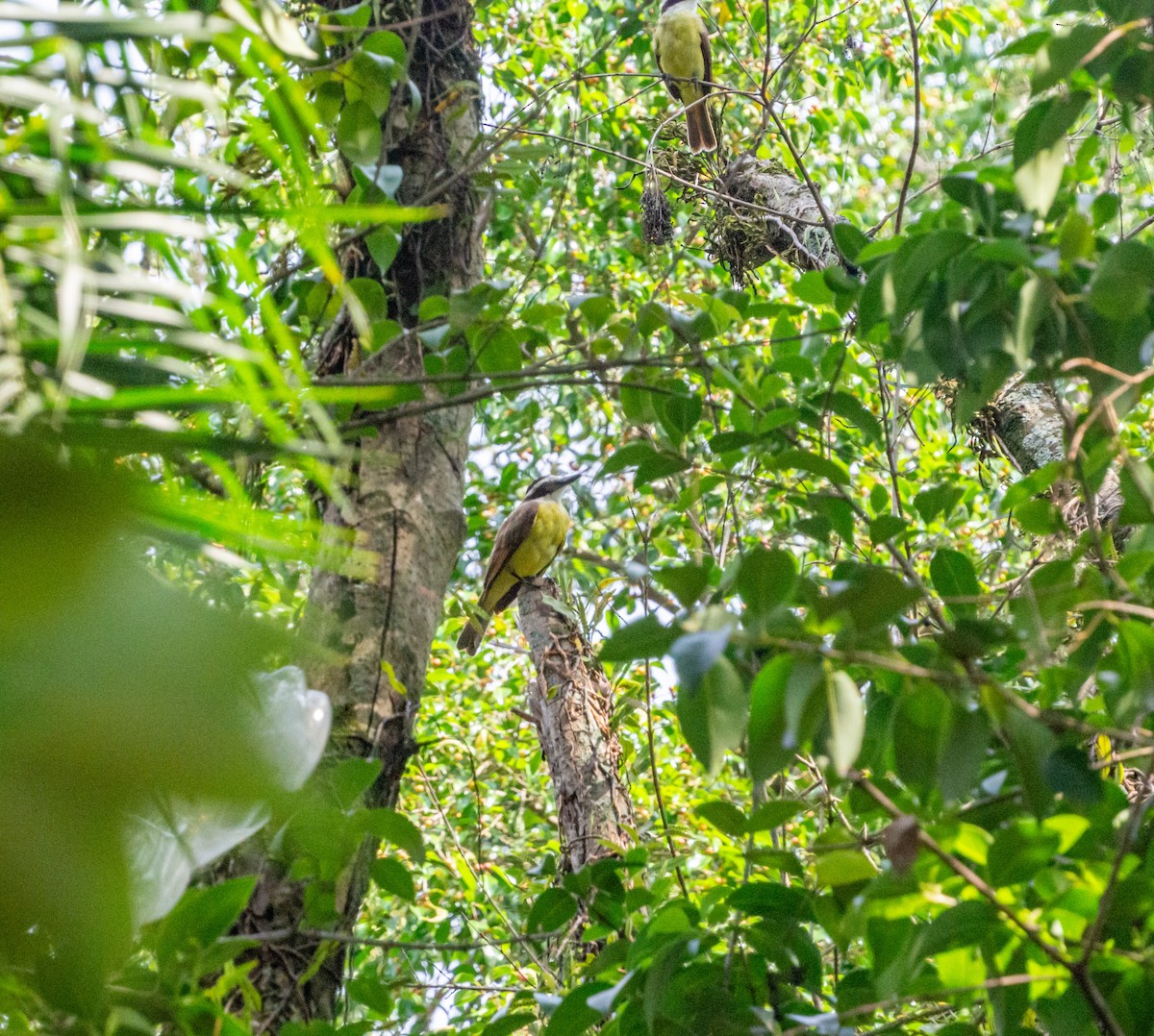 Great Kiskadee - ML611294416