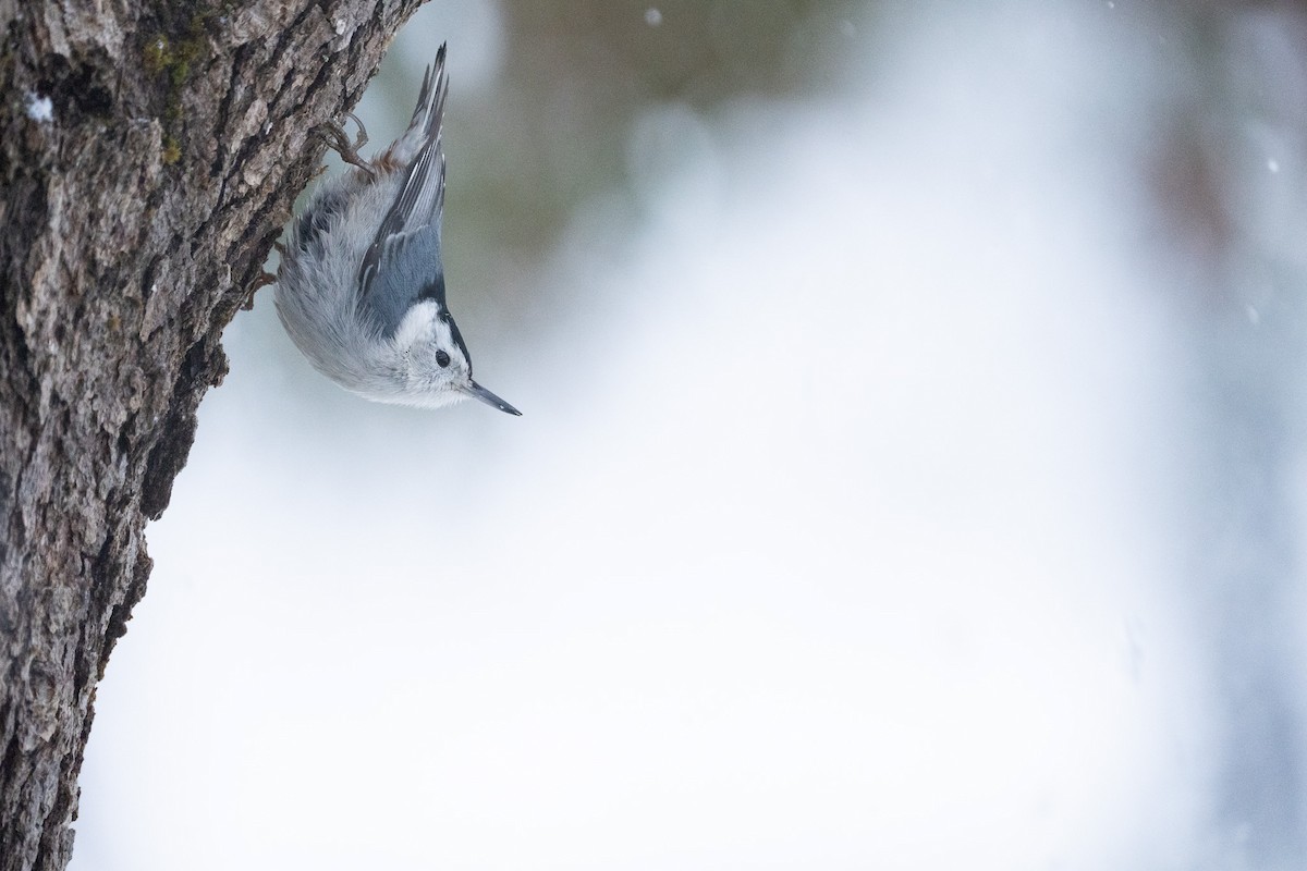 White-breasted Nuthatch - ML611294494
