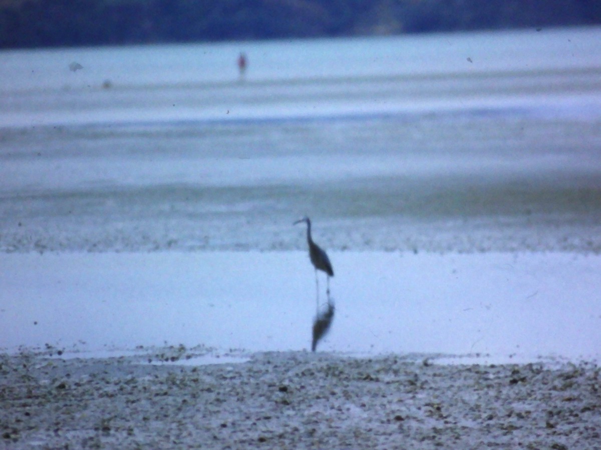 White-faced Heron - ML611294521