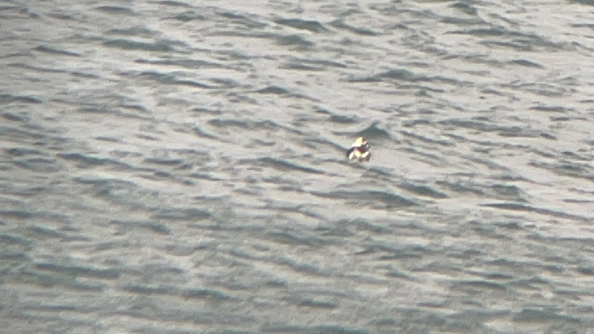 Harlequin Duck - ML611294559