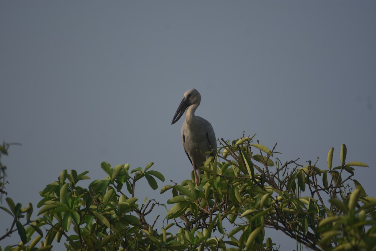 Asian Openbill - ML611294617