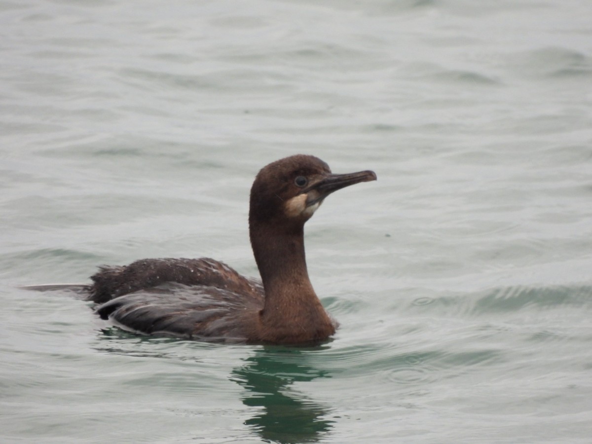 Brandt's Cormorant - ML611294639