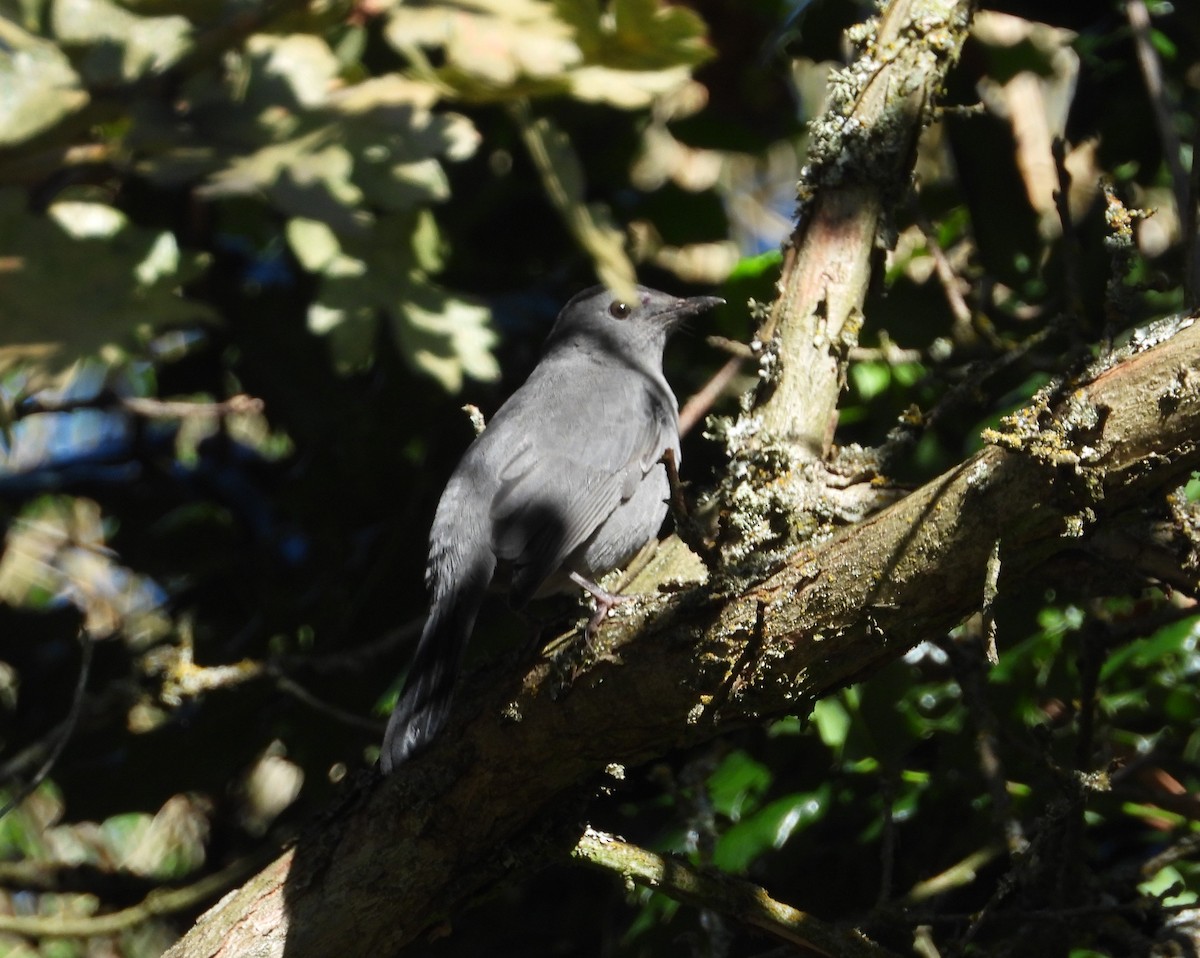 Gray Catbird - ML611294663