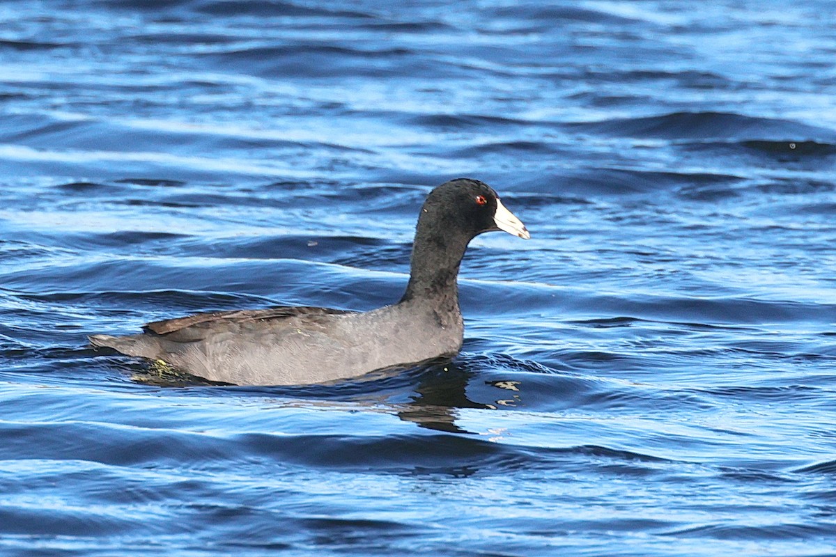 American Coot - ML611294694