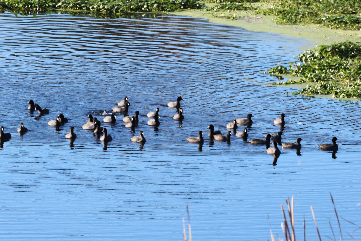 American Coot - Stan Chapman