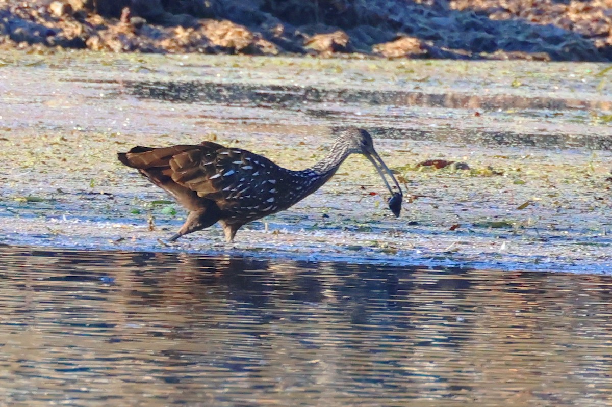 Limpkin - ML611294699