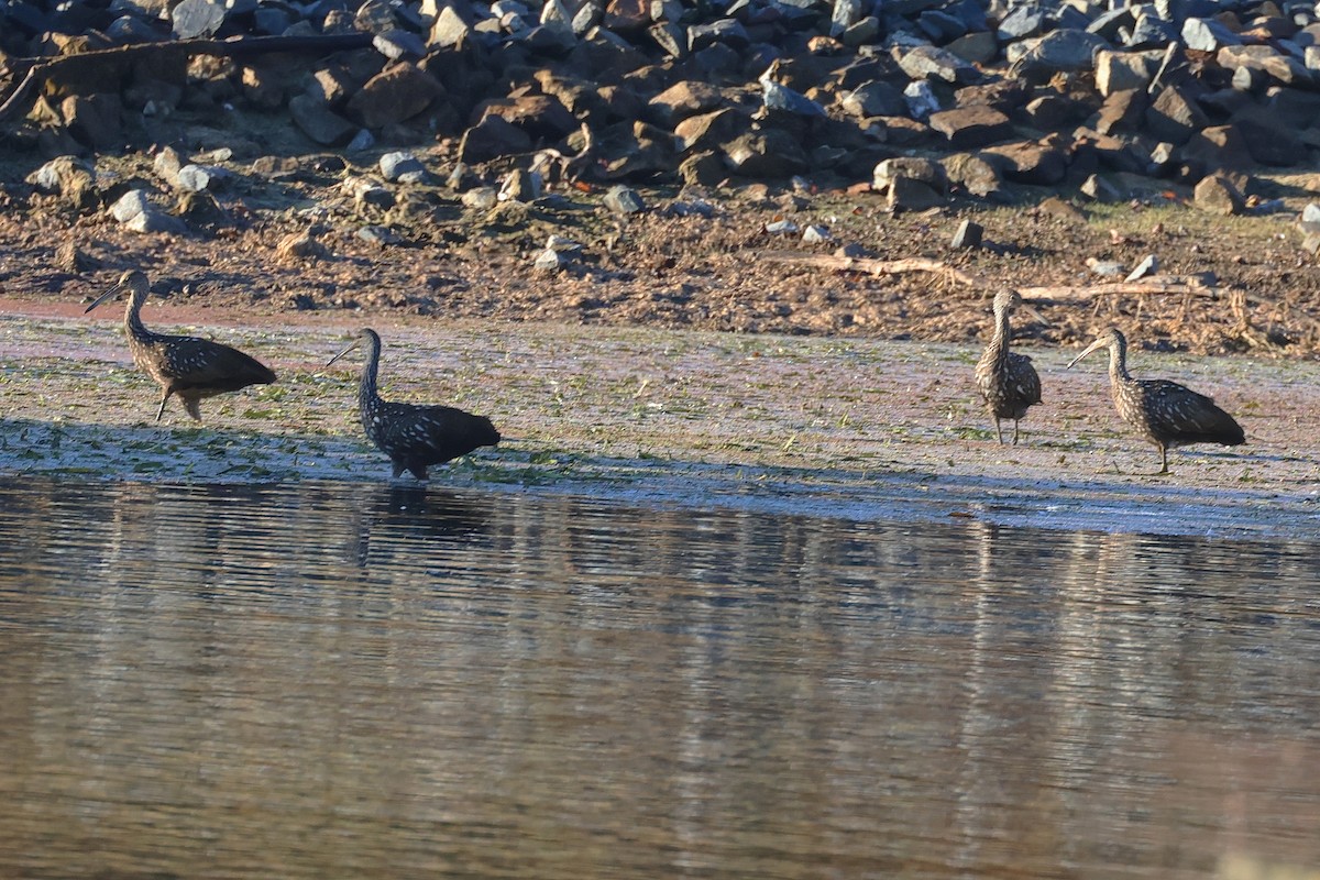 Limpkin - Stan Chapman