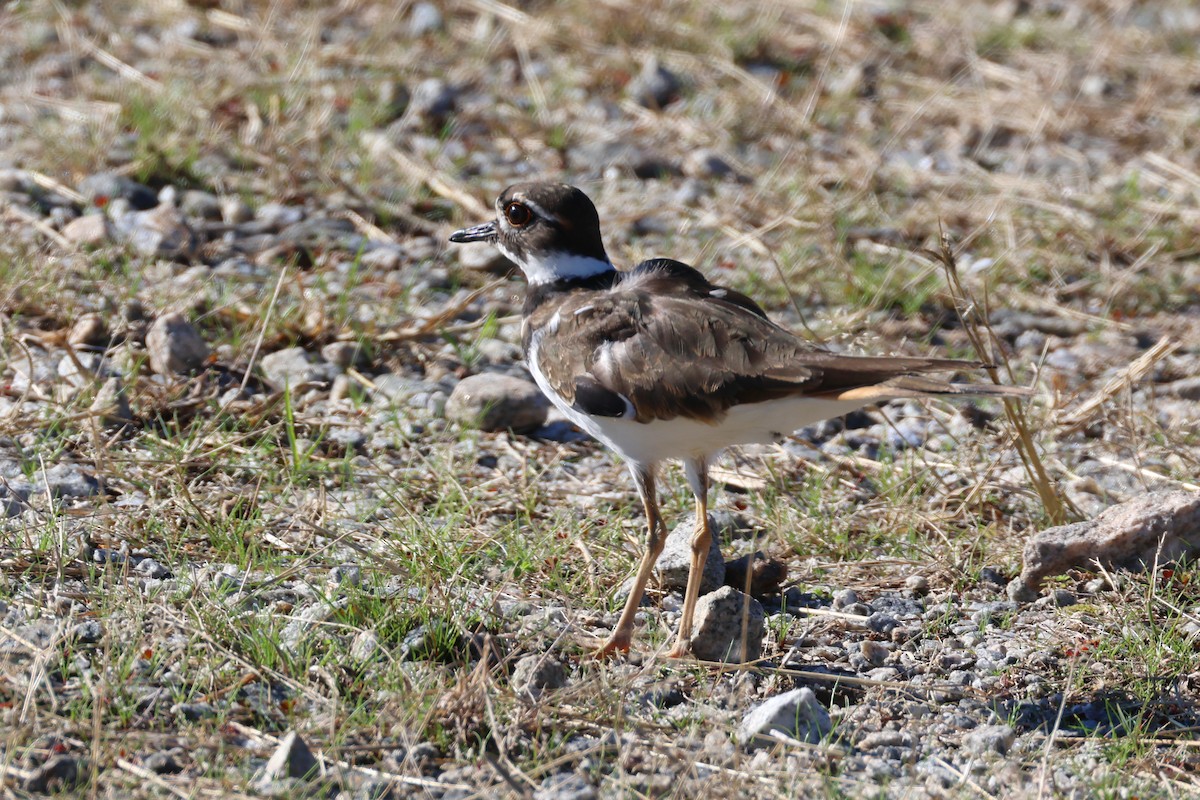 Killdeer - ML611294709