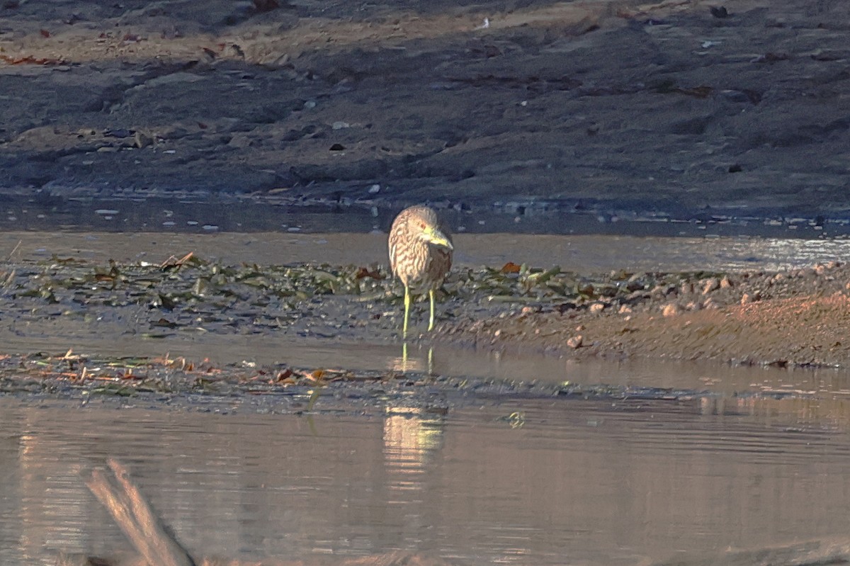 Black-crowned Night Heron - ML611294716