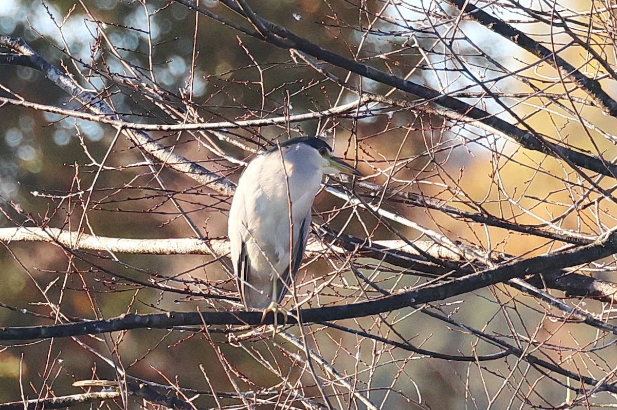 Black-crowned Night Heron - Stan Chapman