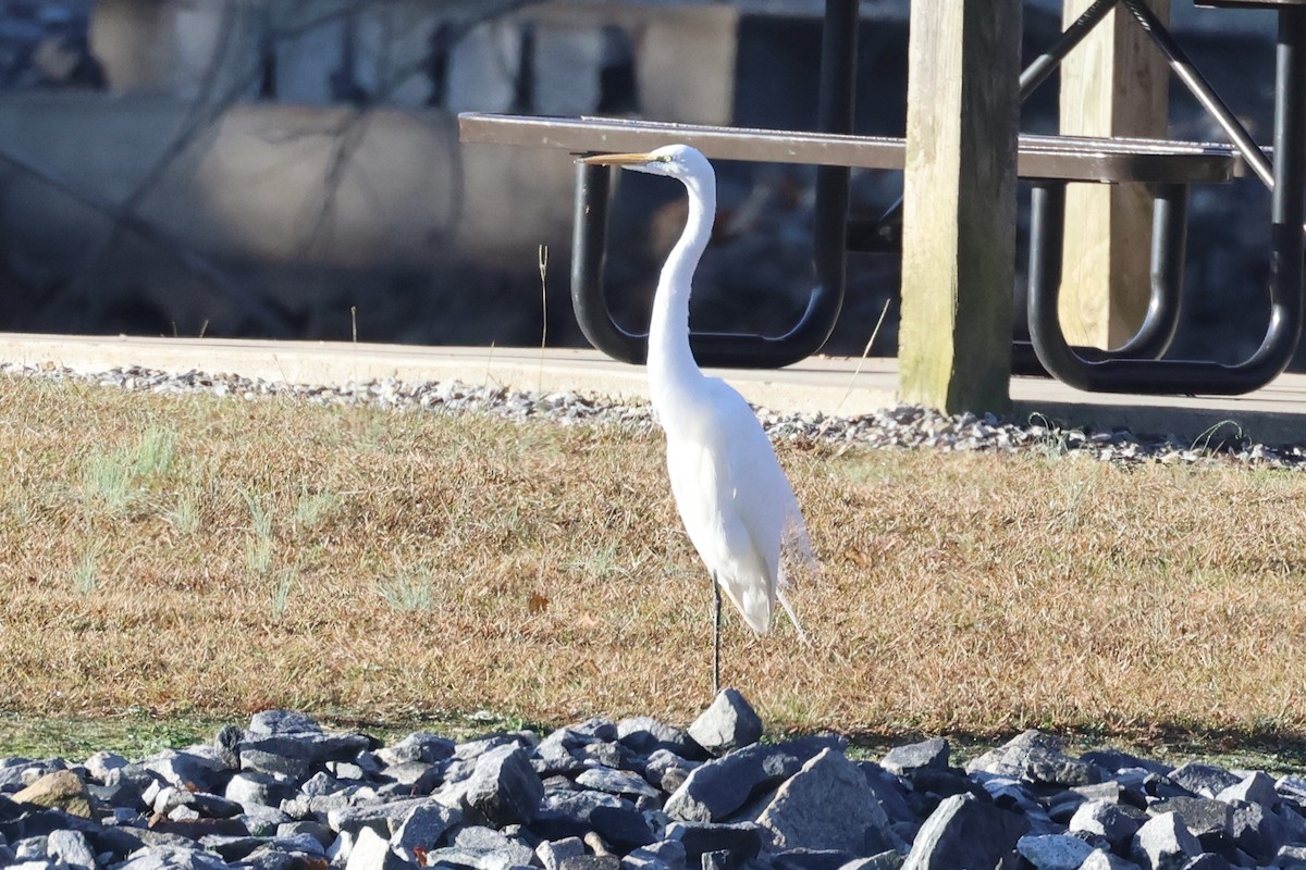 Great Egret - Stan Chapman