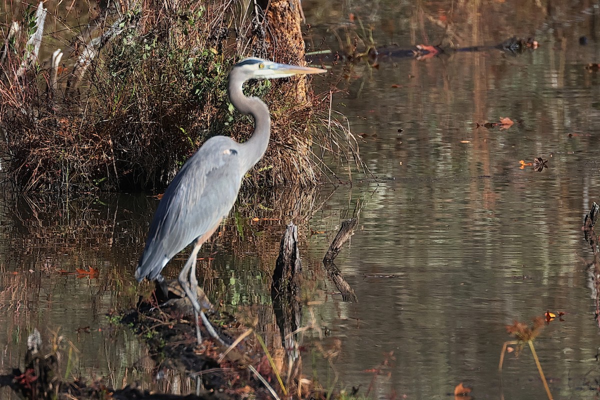 Great Blue Heron - ML611294726