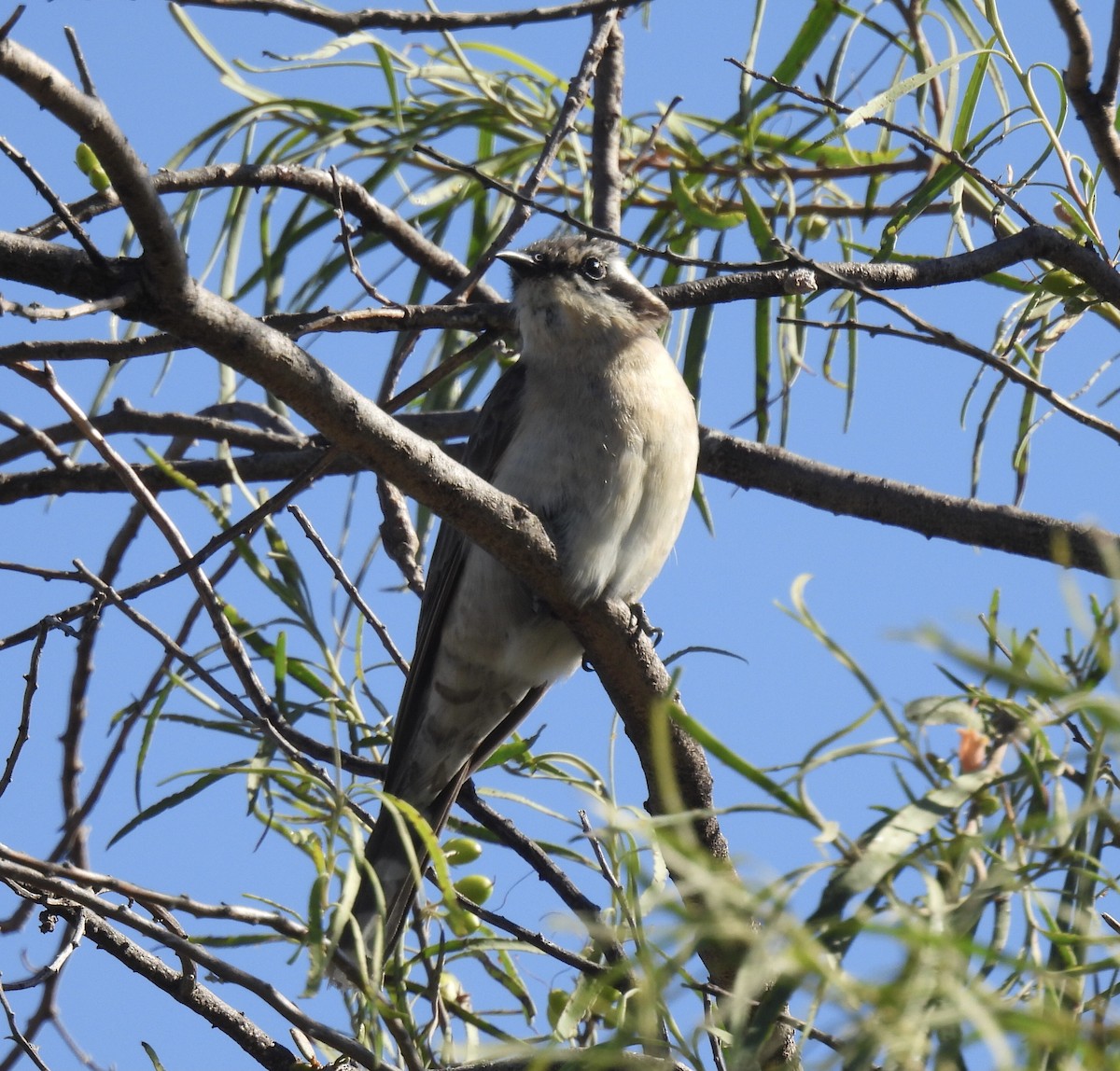 Black-eared Cuckoo - ML611294753