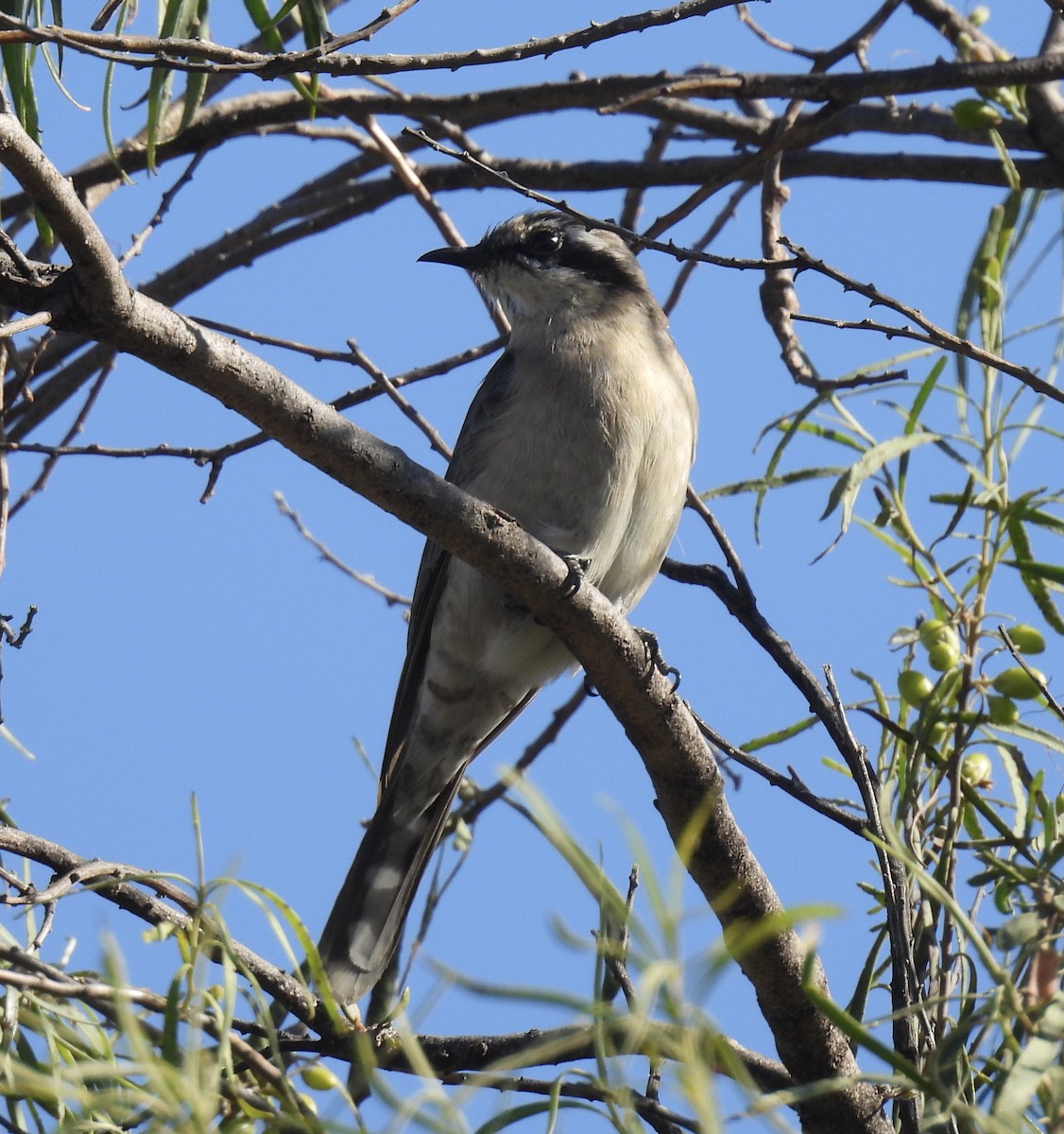 Black-eared Cuckoo - ML611294755