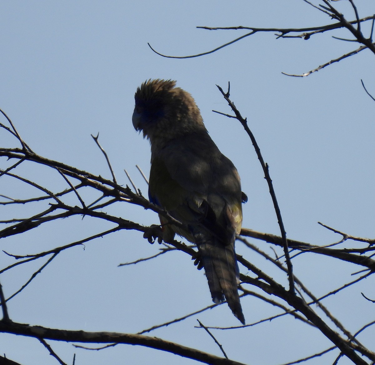 Perico Cariazul - ML611294787