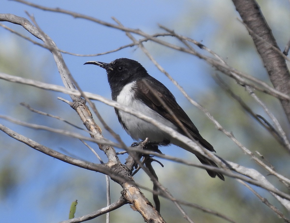 Black Honeyeater - ML611294842